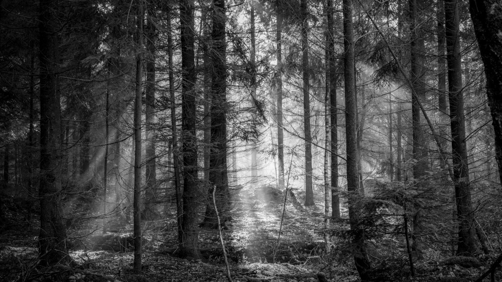 Forêt française